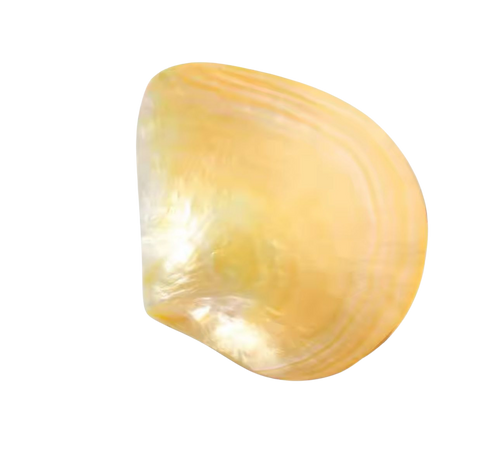 Caviar Shell Plate - Small