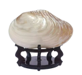 Natural Conch Shell - Extra Large Pearl Oyster