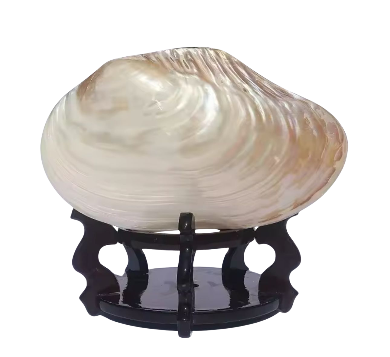 Natural Conch Shell - Extra Large Pearl Oyster
