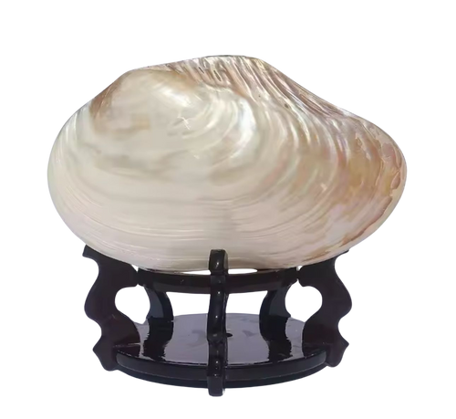 Natural Conch Shell - Extra Large Pearl Oyster