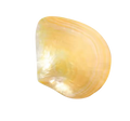 Caviar Shell Plate - Small