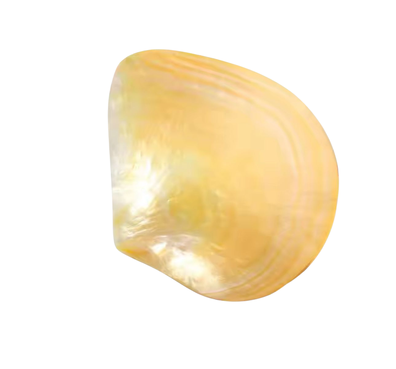 Caviar Shell Plate - Small